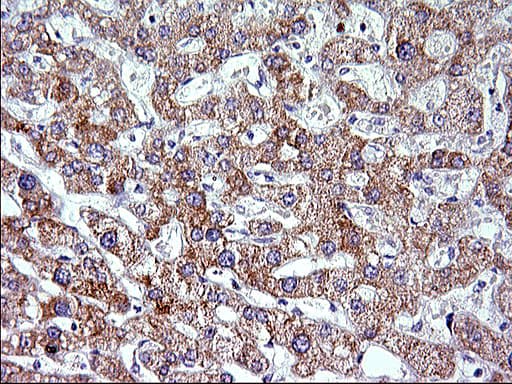 VEGFB Antibody (clone OTI1H9)