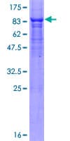 Human FBXO3 Protein (Recombinant GST)