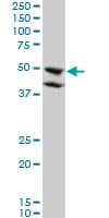 Monoclonal Mouse anti-Human BMP7 Antibody (clone M1-F8, WB)