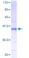 Human ATRAID / C2orf28 Protein (Recombinant GST)