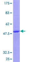 Human IL17C Protein (Recombinant GST)