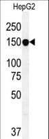 ABCC10 Antibody (aa767-793)
