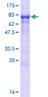 Human EFCAB14 Protein (Recombinant GST)