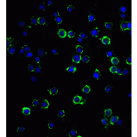 MAGEA4 Antibody