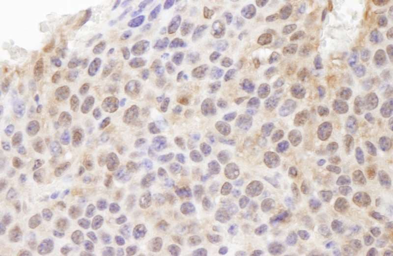 UBA52 Antibody (aa1-50)