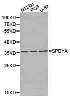 SPY1 / SPDYA Antibody