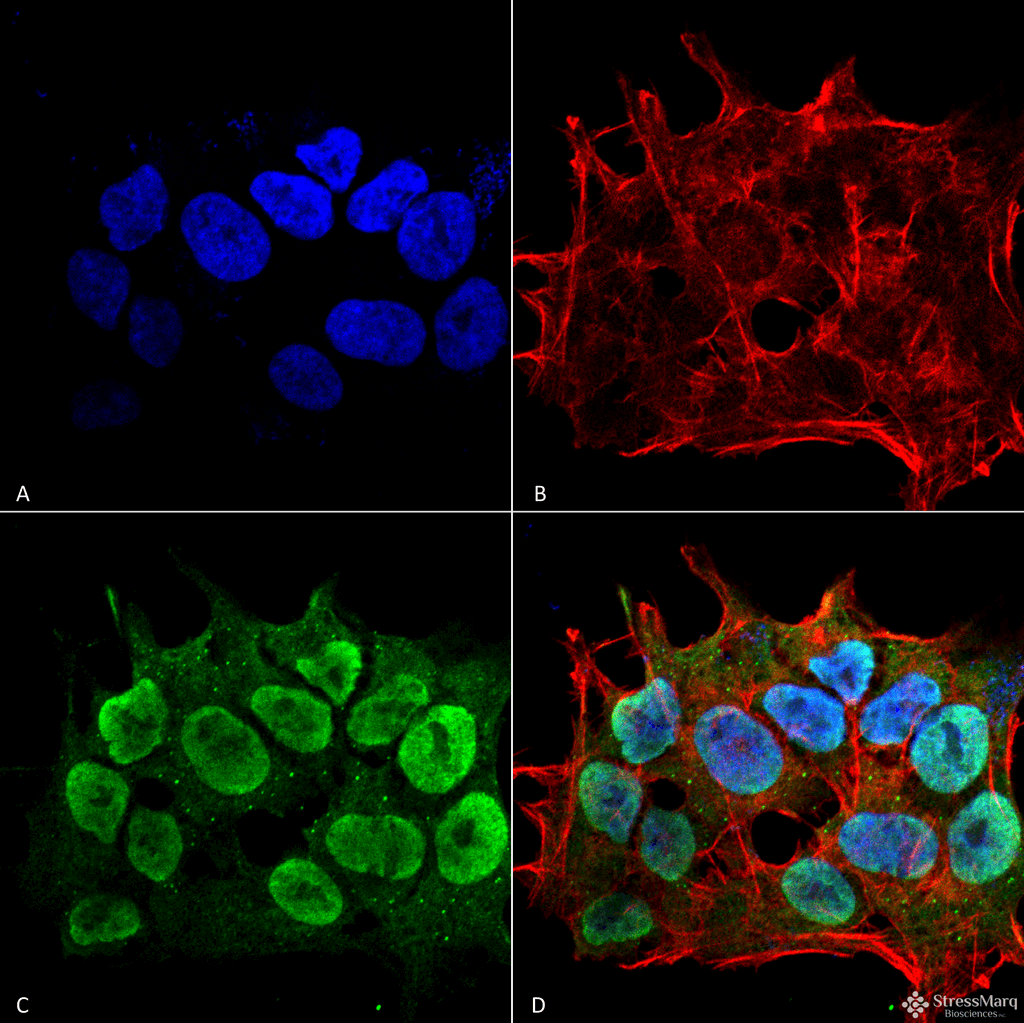 SHANK3 Antibody (clone S367-51, Atto 594)