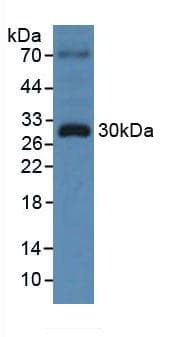 TOR3A Antibody (aa97-361, PE)
