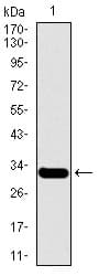 MESP2 Antibody (clone 1B3F9)