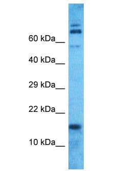 MRPS18C Antibody (aa30-79)