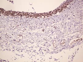 PCNA Antibody (clone OTI3D6)