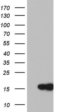 MAP1LC3A / LC3A Antibody (clone OTI4C5)