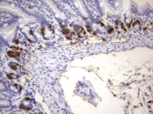 Monoclonal Rat BrdU Antibody (clone 5E6, IHC)