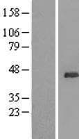 UBL7 Protein (Over-Expression Lysate Myc-DDK (Flag))