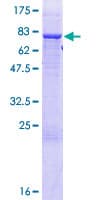 Human TRIT1 Protein (Recombinant GST)