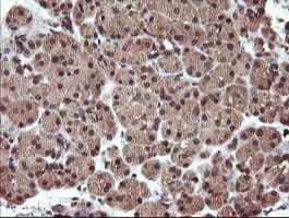 Monoclonal Mouse anti-Human UBE2G2 Antibody (clone OTI1D2, IHC, IF, WB)