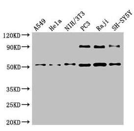 Polyclonal Rabbit anti-Human BECN1 / Beclin-1 Antibody (IHC, IF, WB)