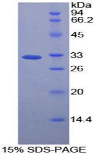 Rat CASP12 / Caspase 12 Protein (Recombinant His-T7)
