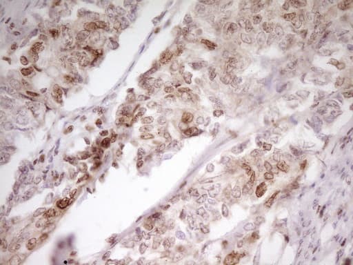 SP110 Antibody (aa232-521, clone OTI2A1)