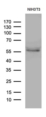 PPARD / PPAR Delta Antibody (aa1-244, clone OTI2D2)