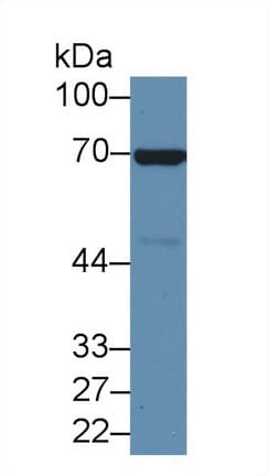 ANXA6/Annexin A6/Annexin VI Antibody (aa251-504, APC)