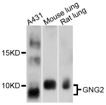 GNG2 Antibody
