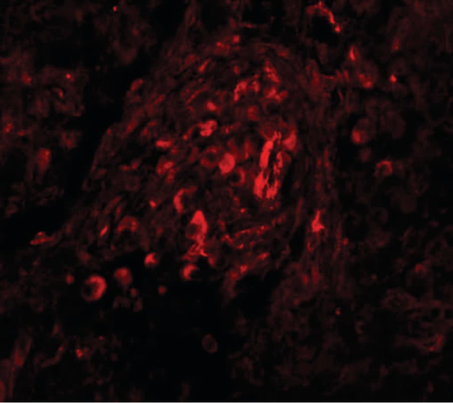 IHC-plus™ BCAS4 Antibody