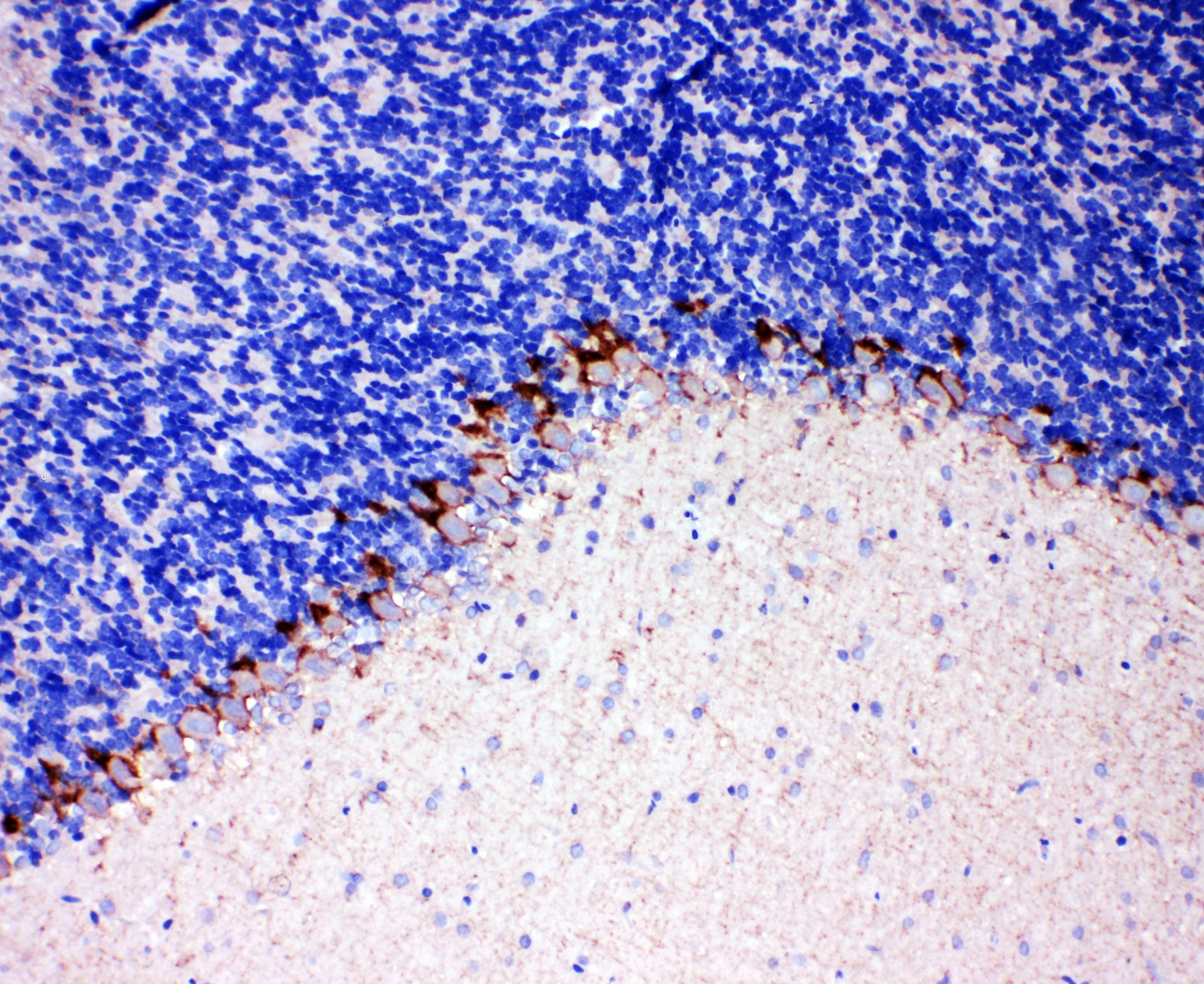 SLC6A1 / GAT-1 Antibody (aa473-487)
