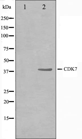 CDK7 Antibody