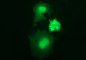 BID Antibody (clone OTI4A1)