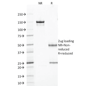 TLE1 / TLE 1 Antibody (clone TLE1/2085, Azide-free, BSA-free)
