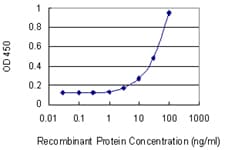 Monoclonal Mouse anti-Human DDOST / OST48 Antibody (clone 2D7, IF, WB)
