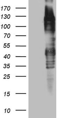 TTC14 Antibody (aa429-770, clone OTI1G9)