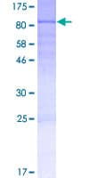 Human GRHL1 / TFCP2L2 Protein (Recombinant GST)
