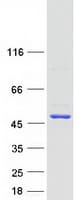 Human PELO Protein (Recombinant Myc-DDK (Flag))