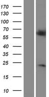 RGS14 Protein (Over-Expression Lysate Myc-DDK (Flag))