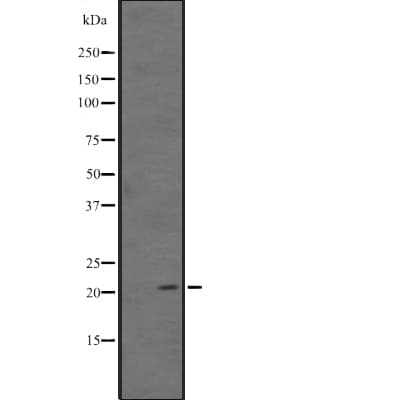 ARL11 Antibody