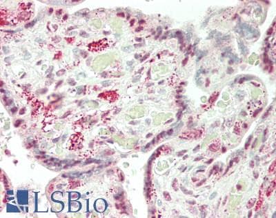 IHC-plus™ IRX2 Antibody (aa208-257)