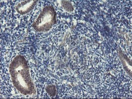 Monoclonal Mouse anti-Human DPH2 Antibody (clone OTI1A12, IHC, WB)