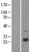 SELT / Selenoprotein T (Over-Expression Lysate Myc-DDK (Flag))