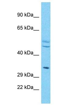 OR4X2 Antibody (aa6-55)