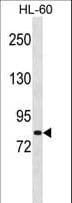 MSH5 Antibody (aa525-552)