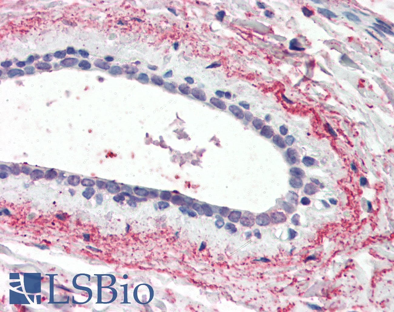 IHC-plus™ WNT3 Antibody (aa315-329)