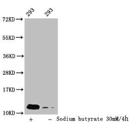 HIST1H4I Antibody