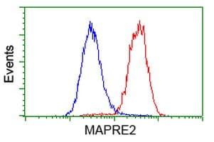 MAPRE2 / EB2 Antibody (clone OTI7A2)