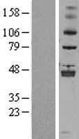 ALKBH5 Protein (Over-Expression Lysate Myc-DDK (Flag))