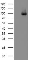 Monoclonal Mouse anti-Human PECAM-1 / CD31 Antibody (clone OTI1C2, IHC, WB)