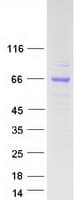 Human INSM1 Protein (Recombinant Myc-DDK (Flag))