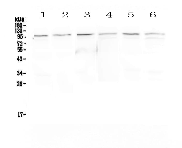 MVP / VAULT1 Antibody