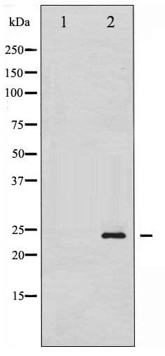 CAV1 / Caveolin 1 Antibody (phospho-Tyr14)